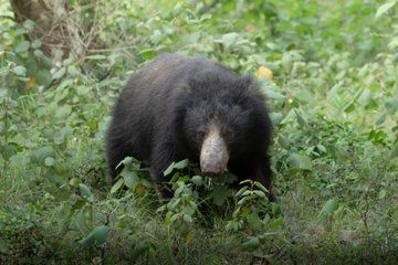 Wilpattu Full Day Private Safari with Jungle Junction Safari