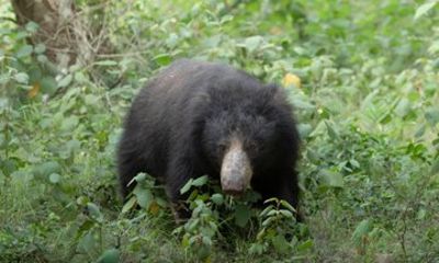Wilpattu Full Day Private Safari with Jungle Junction Safari