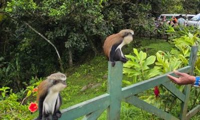 Grenada Rainforest and Beach Tour