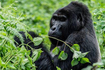 Uganda Gorilla Trekking, Queen Elizabeth and Murchison Wildlife