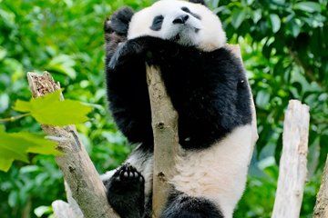 Airport and Railway Transit Tour 6 to 7 Hours Chengdu with Panda
