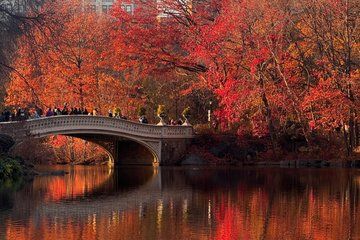 Discover Central Park on Pedicab Tour
