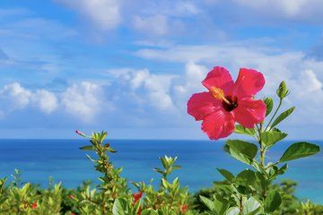 Okinawa Private Custom Tour with Local Guide