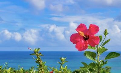 Okinawa Private Custom Tour with Local Guide