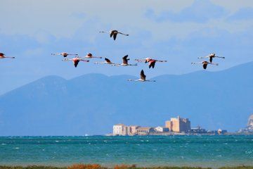 Tour Flamingo way Salt Pans and Sicilian Cheese Tasting