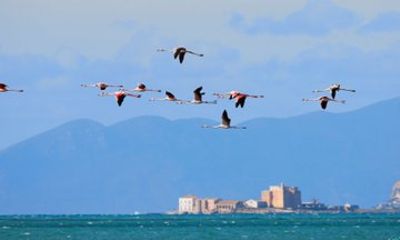 Tour Flamingo way Salt Pans and Sicilian Cheese Tasting