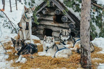 Husky Ride and Lunch in Riisitunturi National Park