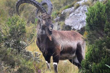 Private Guided 7 Day Mountains Trekking Tour to Simien