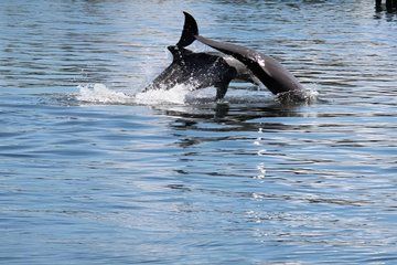 Dolphin Eco Cruise