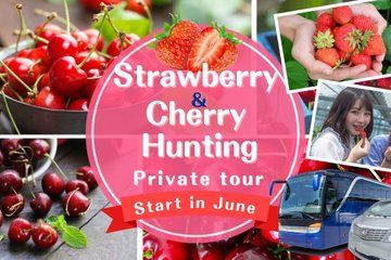 Cherry and Strawberry Hunting Sapporo Complete Package