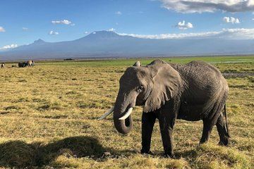 Nairobi Amboseli National Park and Maasai Village Day Trip