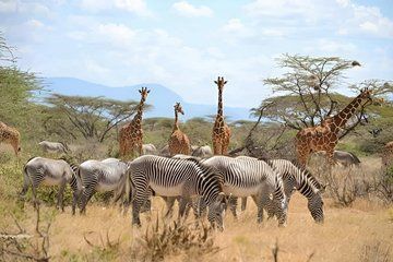Ngorongoro 5 Day Private Tour with Transportation