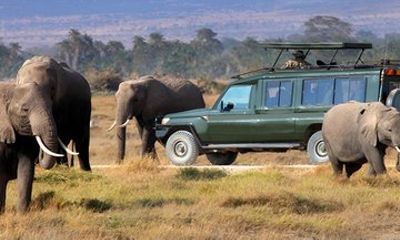 7 Day Family Migration Safari in a 4 by 4 Land Cruiser Jeep