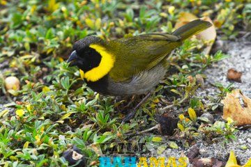 Wild Bahamas Nature Tours