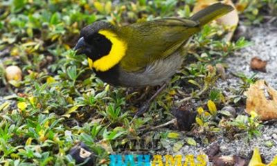 Wild Bahamas Nature Tours