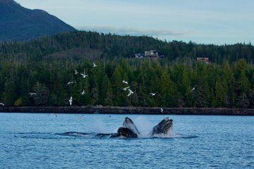 Private Water and Land Tour Scenic Ketchikan Adventure