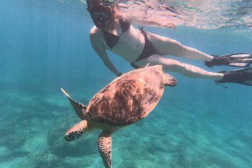 Turtle Snorkeling Experience in Vieques