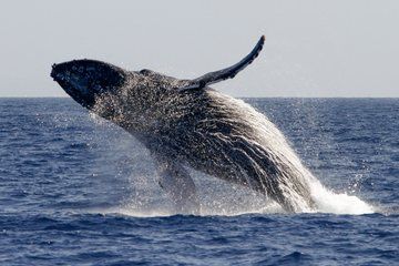 San Francisco Whale Watching Cruise from Fisherman's Wharf