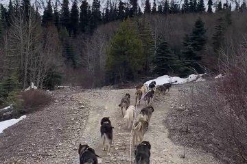 Skagway Yukon Dog Musher Camp and Summer Sled Dog Ride