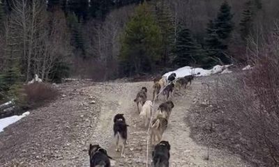 Skagway Yukon Dog Musher Camp and Summer Sled Dog Ride