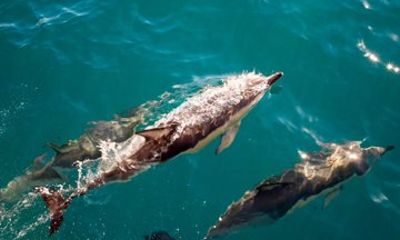 Catamaran Dolphin Adventure