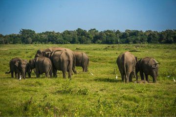 Private Minneriya Elephant Safari with Free Sigiriya Stay