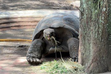Quito Zoo Wildlife Experience Discover Ecuador’s Native Fauna