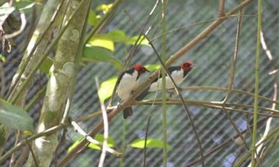Para District Nature and Culture Day Tour from Paramaribo