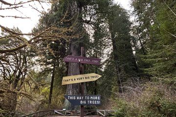Guided Walking Tours in Redwood National and State Parks