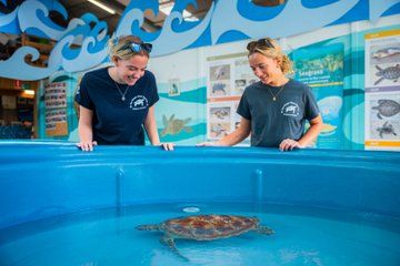 Eco HQ Experience Sea Turtle Rescue and Marine Conservation
