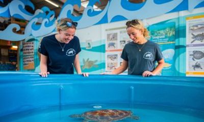 Eco HQ Experience Sea Turtle Rescue and Marine Conservation