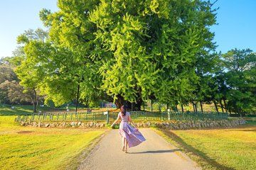 Bangye-ri Ginkgo Tree Day Tour from Seoul : Wonju & Cable Car