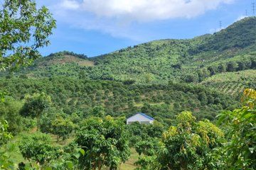 Nha Trang Mango Garden and Stream Retreat Private Day Trip