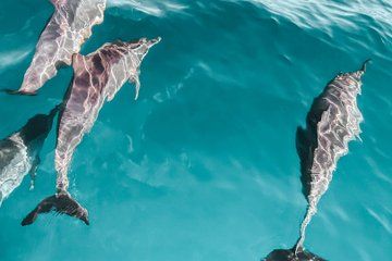 Dolphin Watching Boat Tour in Hvar