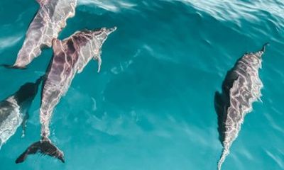 Dolphin Watching Boat Tour in Hvar