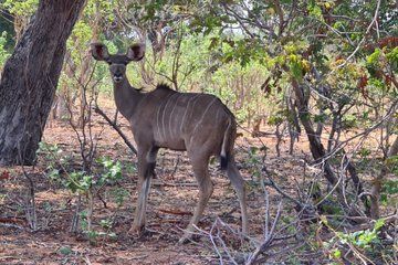 Chobe Half Day Safari