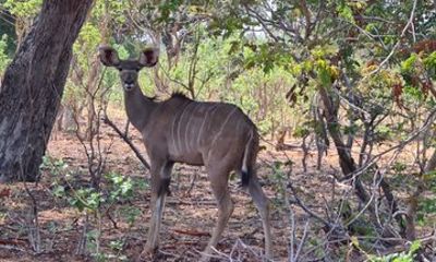 Chobe Half Day Safari