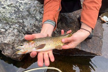 6 Hour Guided Fly Fishing Trip in Rocky Mountain National Park
