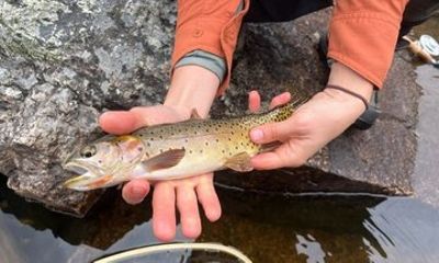 6 Hour Guided Fly Fishing Trip in Rocky Mountain National Park