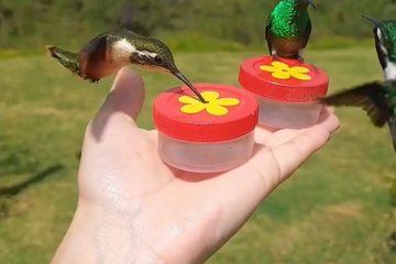 Exclusive Hummingbird Watching Tour in Medellin