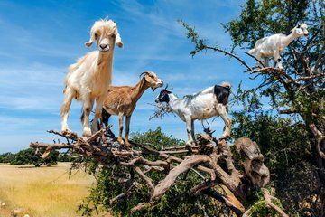 Agadir Goats on Trees and Crocoparc Half Day Tour