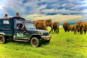 Jeep Safari Wildlife Tour in Minneriya and Kaudulla
