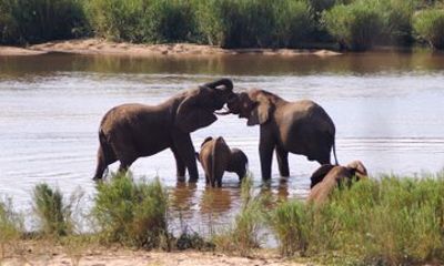 Economic Open Back Safari Tour in Kruger from Maputo