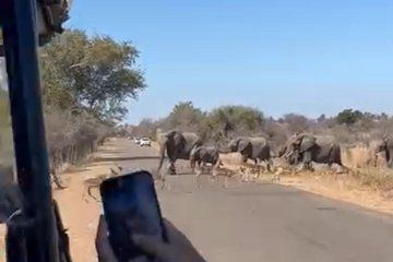 Economic Open Back Safari Tour in Kruger from Maputo