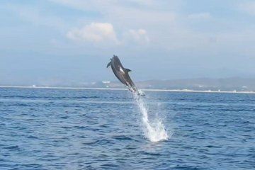 Expedition in dolphin-watching boats