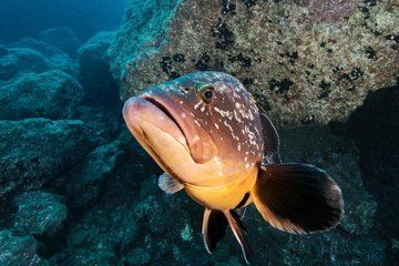 Single Dive by Boat at Ponta de Sao Lourenco Marine Reserve
