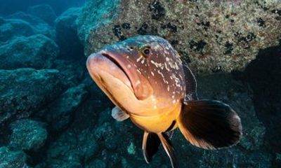 Single Dive by Boat at Ponta de Sao Lourenco Marine Reserve
