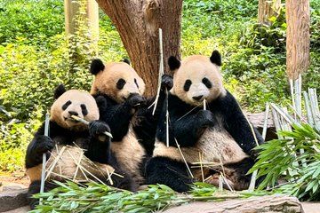 Private Half Day Dujiangyan Panda Base Tour