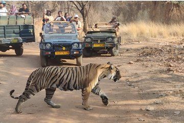 Ranthambore Jungle Safari Booking –Tiger Safari with Expert Guide