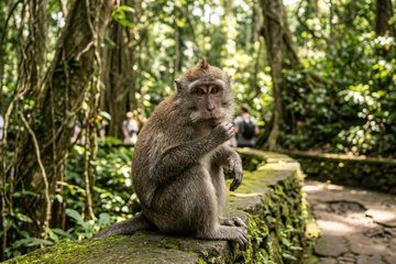 Ubud Culture and Sightseeing Private Day Tour